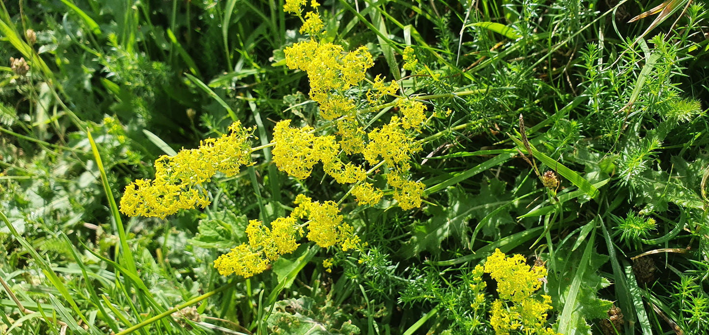 LADY'S BEDSTRAW Galium verum