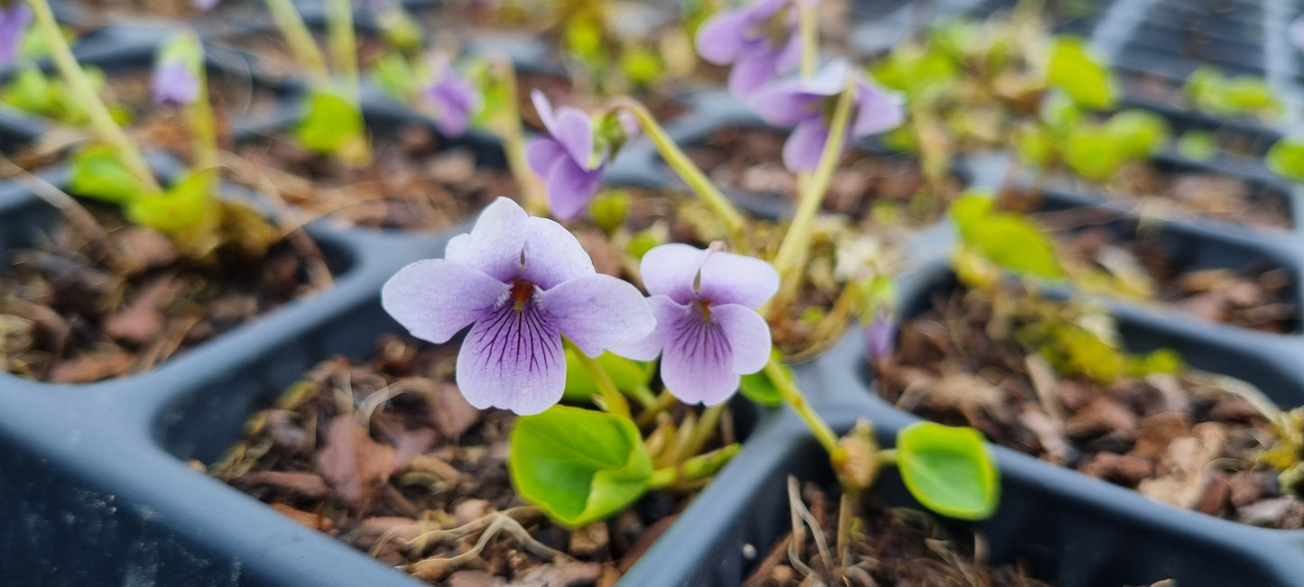 MARSH VIOLET Viola palustris