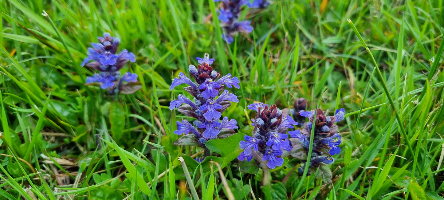 BUGLE Ajuga reptans