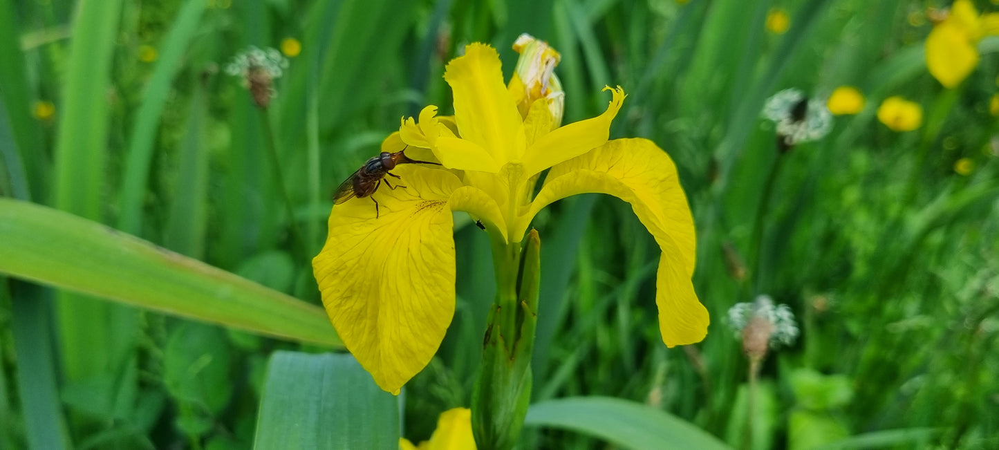 YELLOW IRIS/FLAG Iris pseudacorus