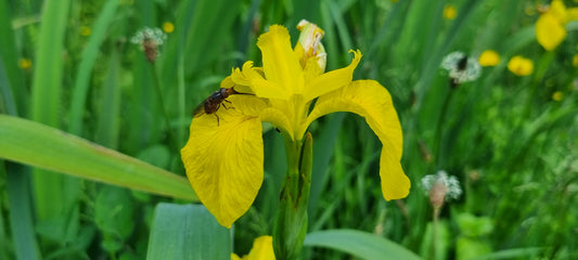 YELLOW IRIS/FLAG  Iris pseudacorus