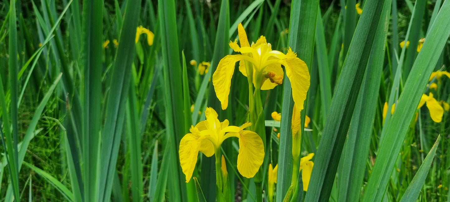 YELLOW IRIS/FLAG  Iris pseudacorus