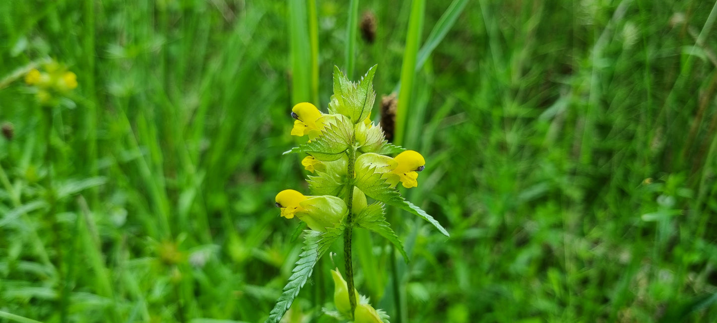 YELLOW-RATTLE Rhinanthus minor