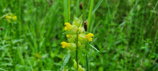 YELLOW-RATTLE  Rhinanthus minor