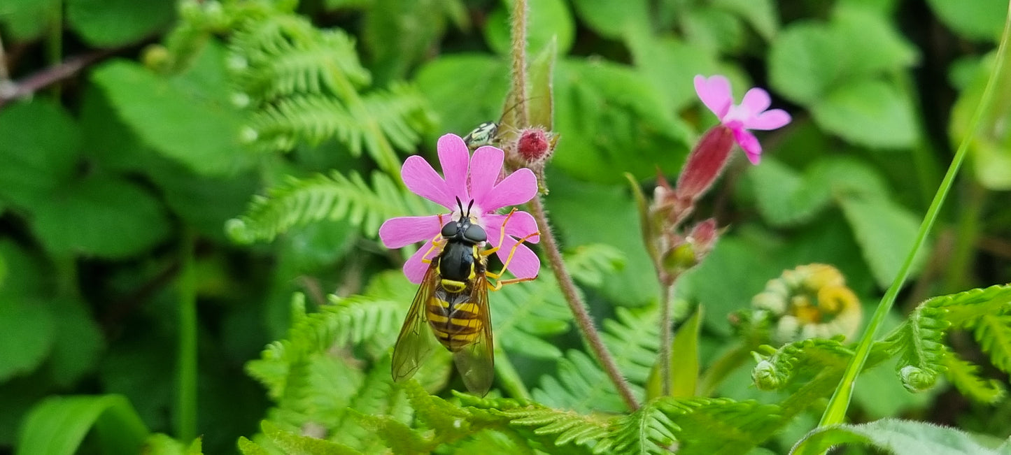 RED CAMPION Silene dioica
