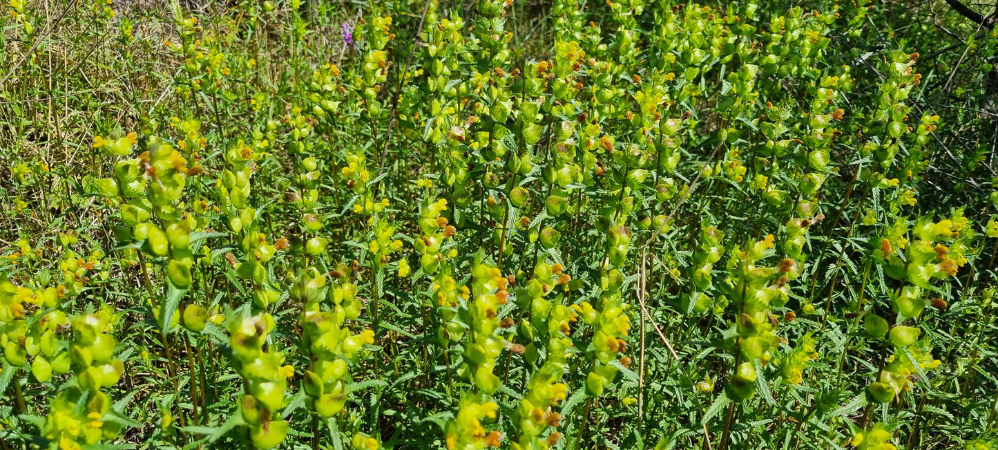 YELLOW-RATTLE Rhinanthus minor
