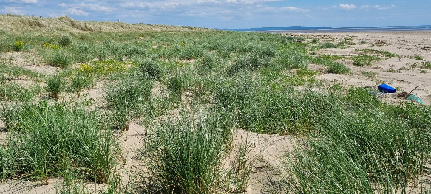 MARRAM Ammophila arenaria