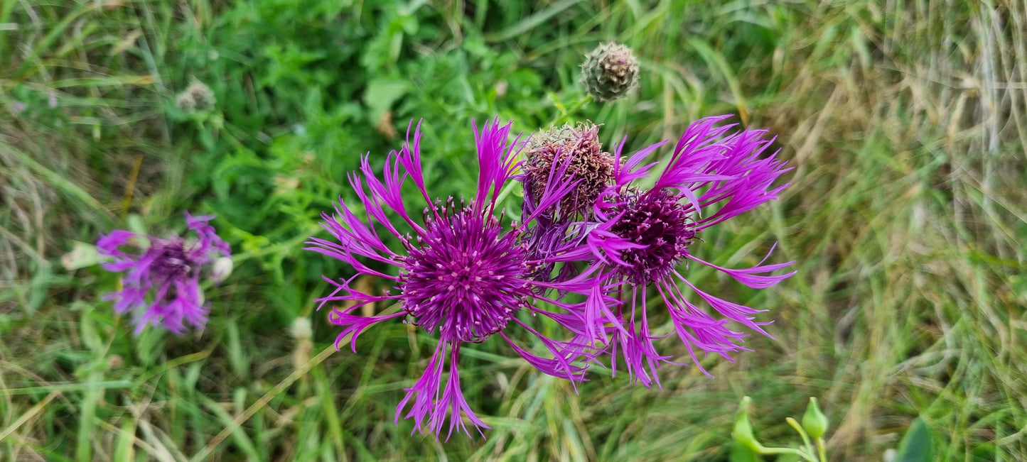 GREATER KNAPWEED Centaurea scabiosa