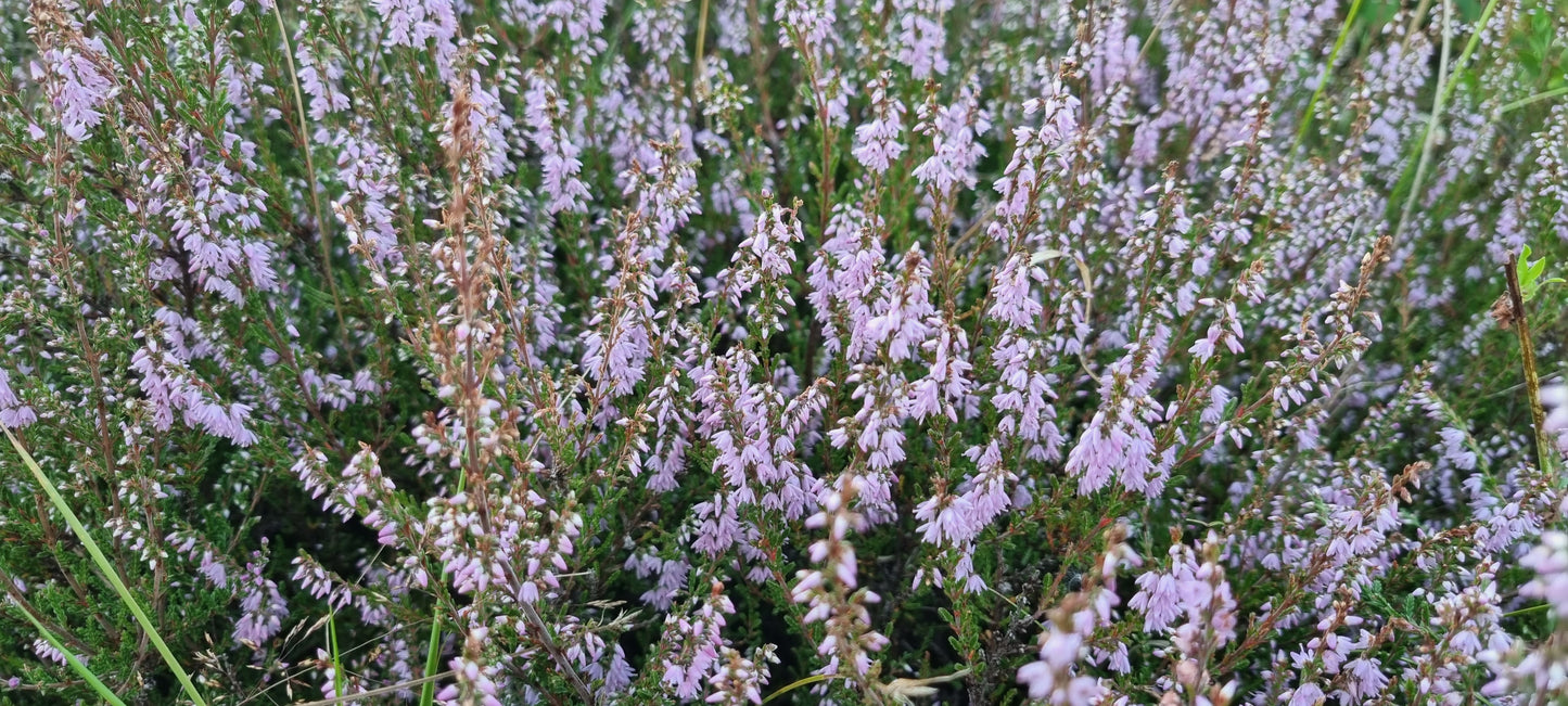 HEATHER / LING Calluna vulgaris