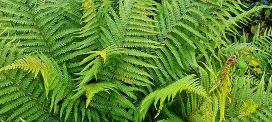 MALE-FERN  Dryopteris filix-mas