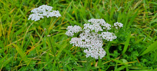 YARROW  Alchillea millefoilium