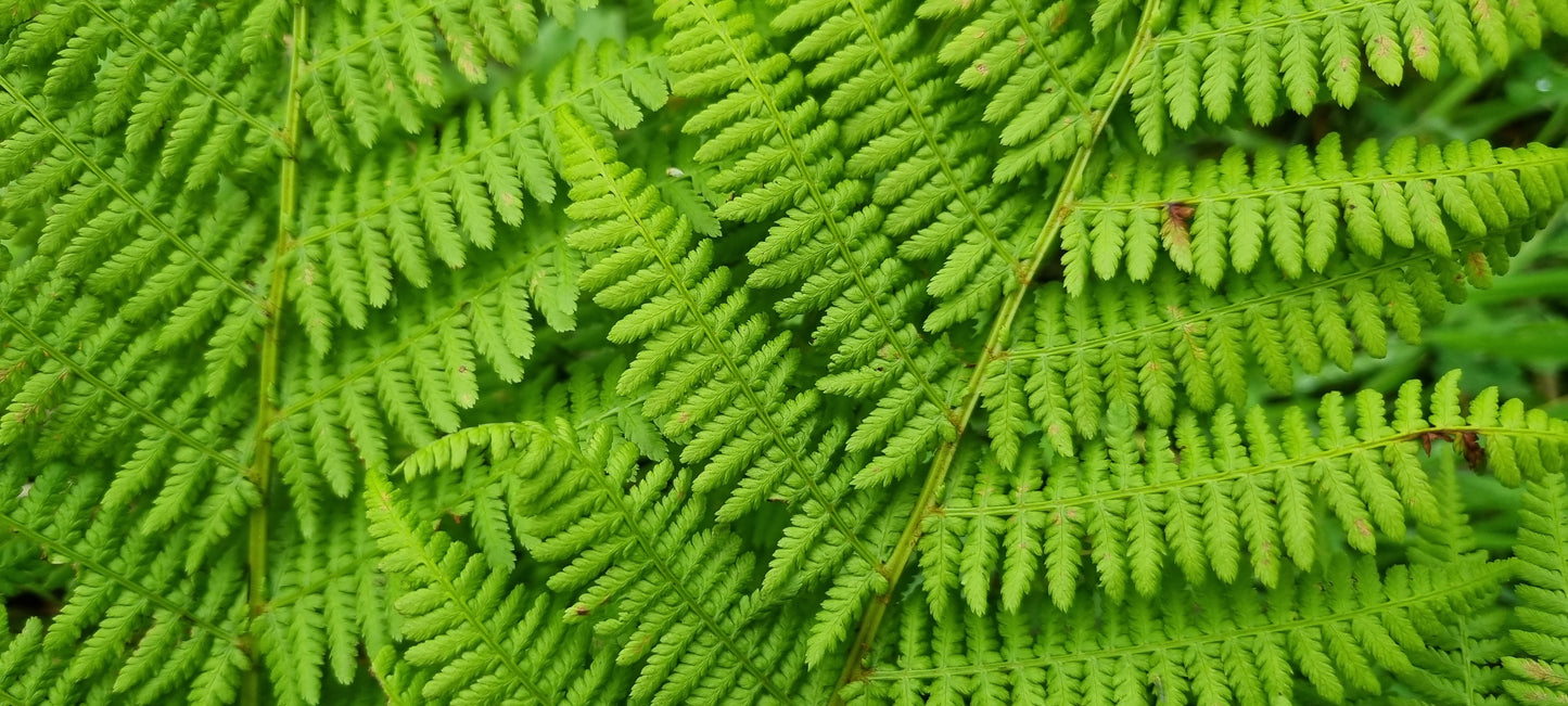 LADY-FERN Athyrium filix-femina