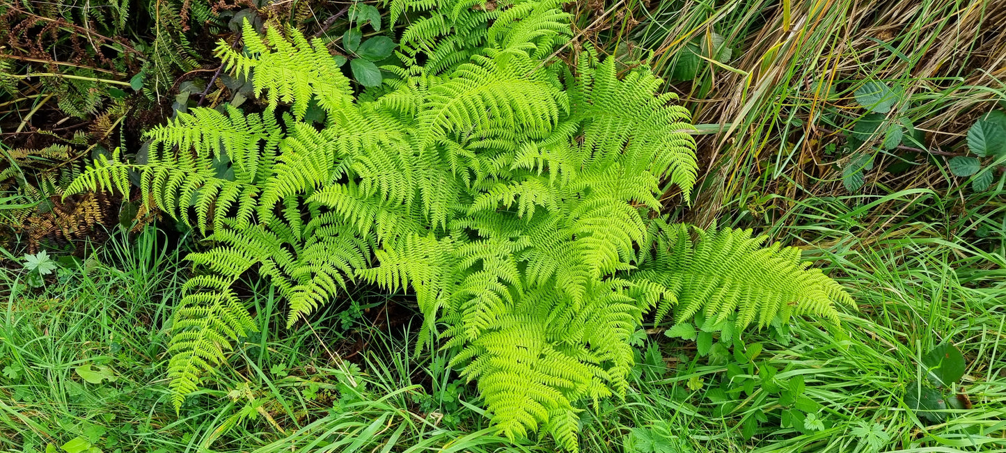 LADY-FERN Athyrium filix-femina