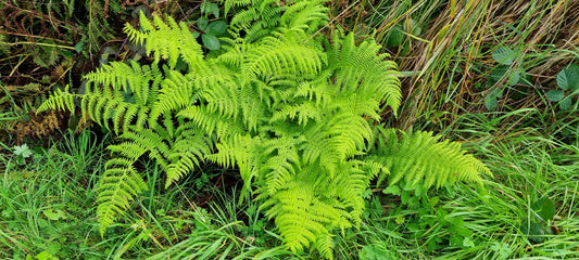 LADY-FERN  Athyrium filix-femina