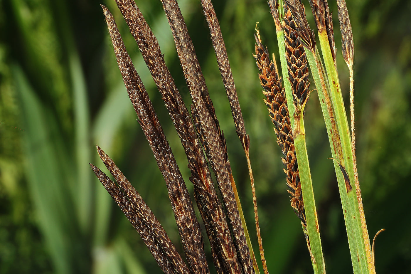 TUFTED SEDGE Carex elata