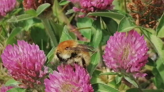 RED CLOVER  Trifolium pratense