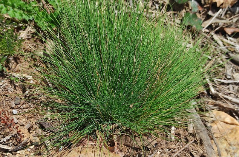 BRISTLE BENT  Agrostis curtisii