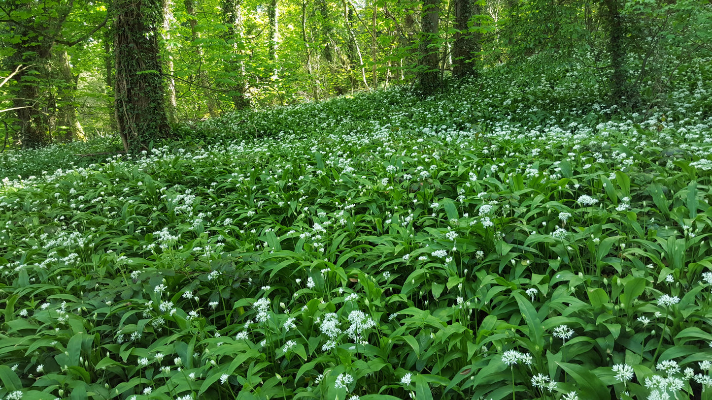 RAMSONS / WILD GARLIC Allium ursinum