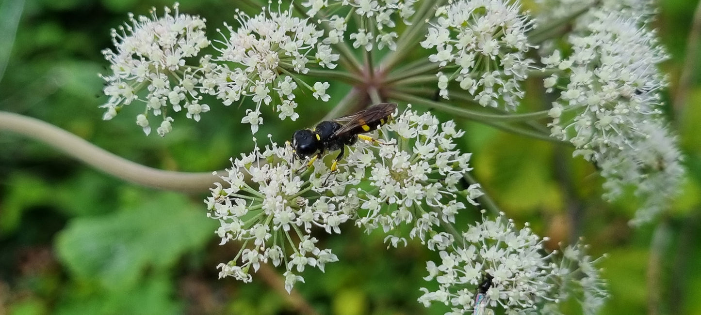 WILD ANGELICA  Angelica sylvestris