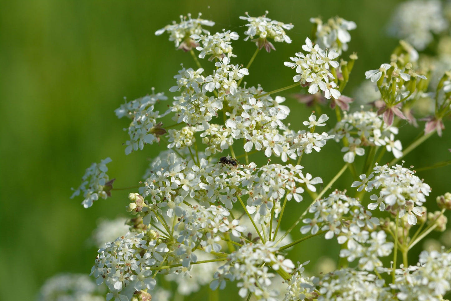 COW PARSLEY Anthriscus sylvestris