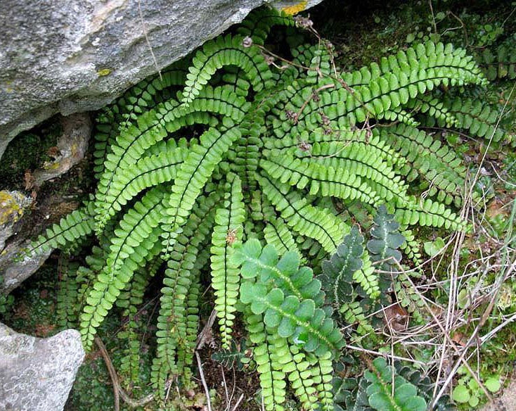 MAIDENHAIR SPLEENWORT Asplenium trichomanes subsp. quadrivalens