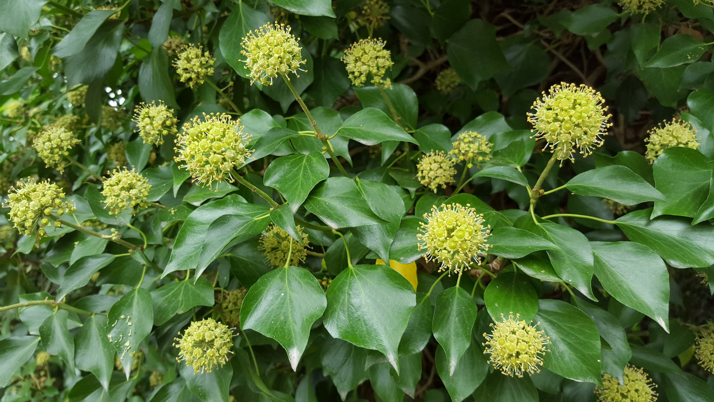 ATLANTIC IVY  Hedera hibernica