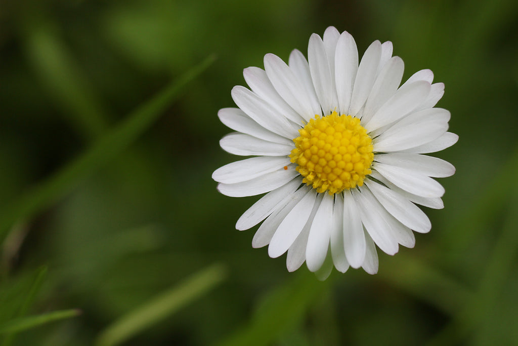 COMMON DAISY  Bellis perennis