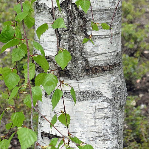 SILVER BIRCH  Betula pendula