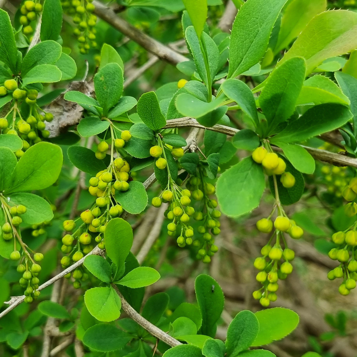 berberis vulgaris plant BARBERRY Berberis vulgaris – Celtic Wildflowers
