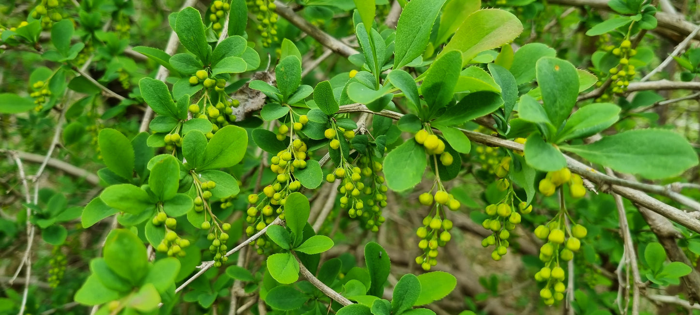 BARBERRY Berberis vulgaris