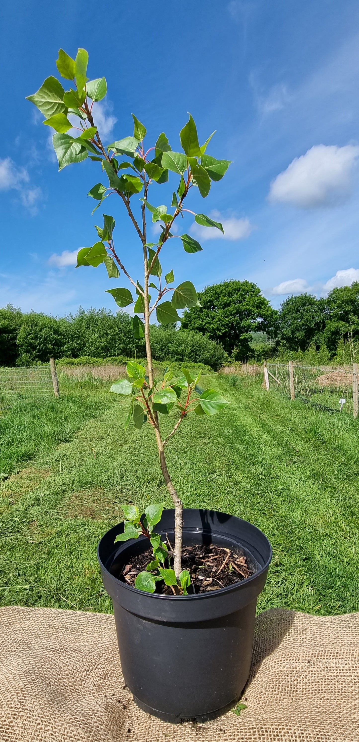 BLACK POPLAR Populus nigra