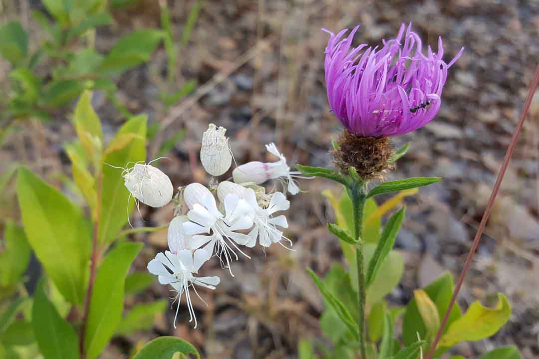 BLADDER CAMPION Silene vulgaris