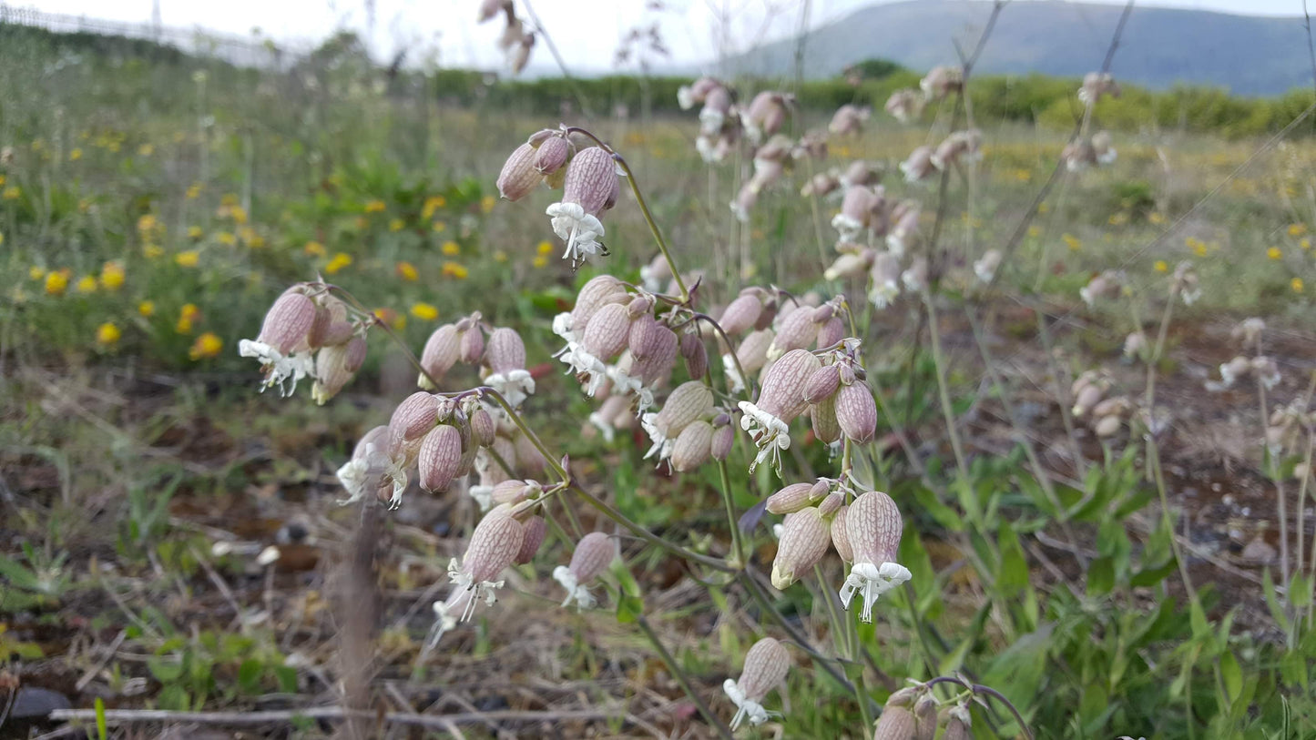 BLADDER CAMPION  Silene vulgaris