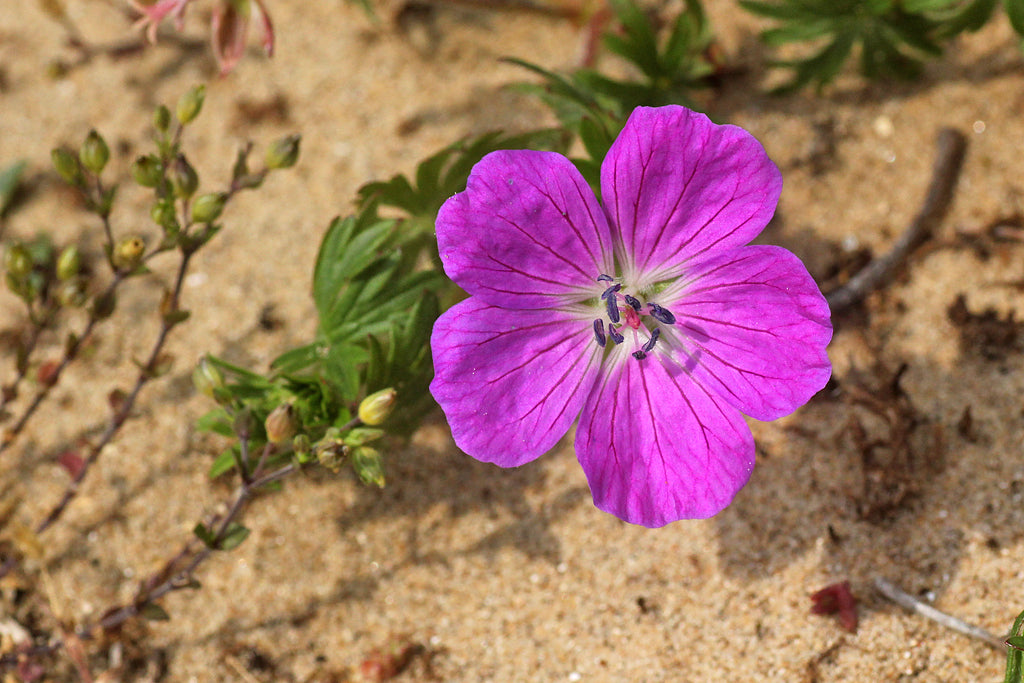 BLOODY CRANE'S-BILL Geranium sanguineum
