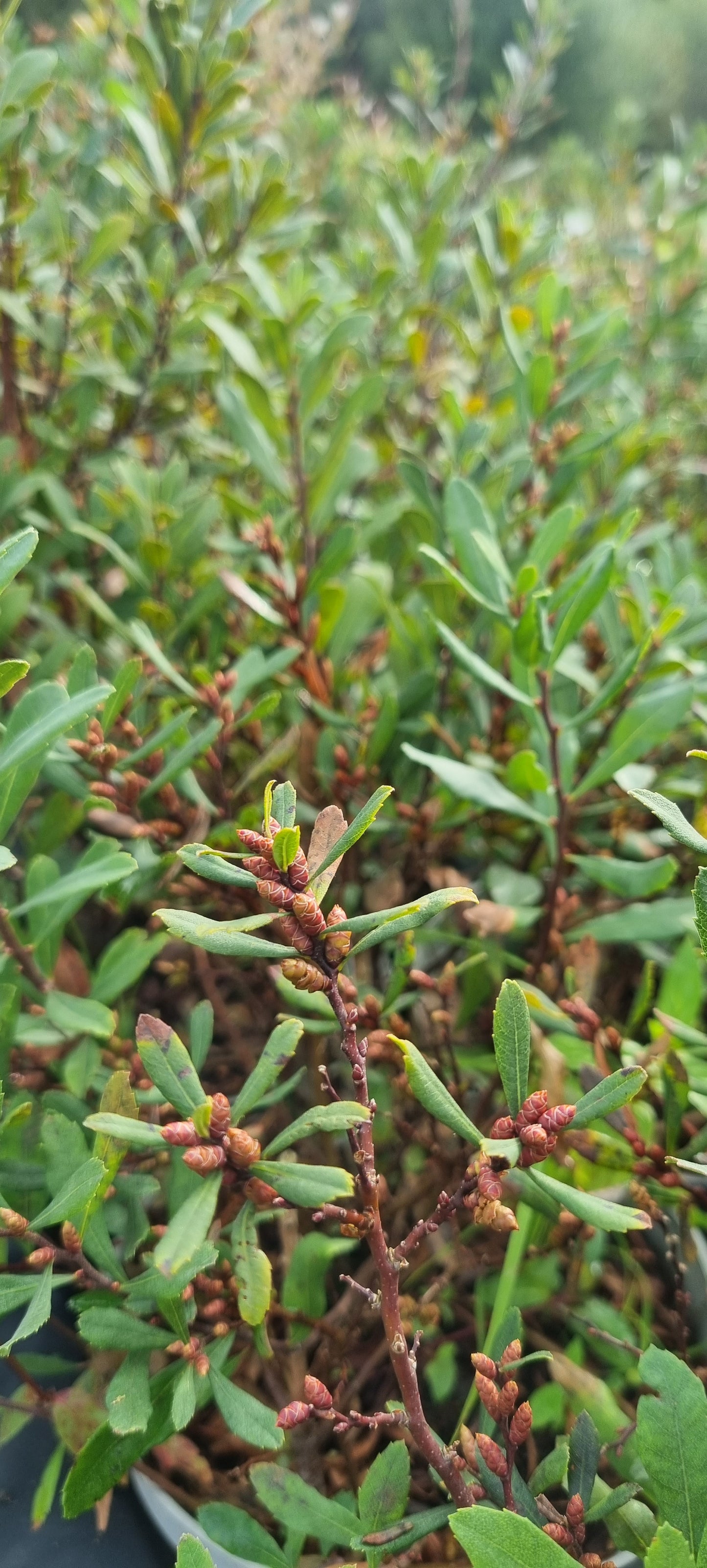 BOG-MYRTLE Myrica gale