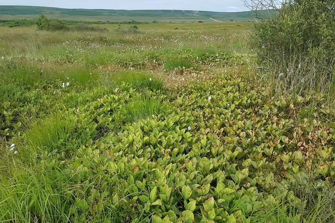 BOGBEAN Menyanthes trifoliata