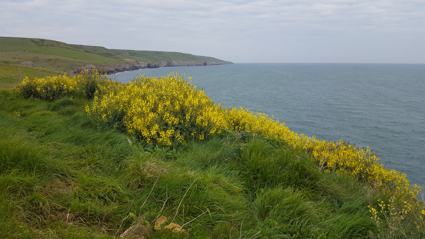 WILD CABBAGE Brassica oleracea