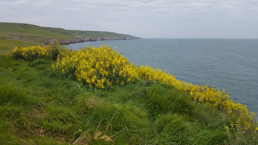 WILD CABBAGE  Brassica oleracea