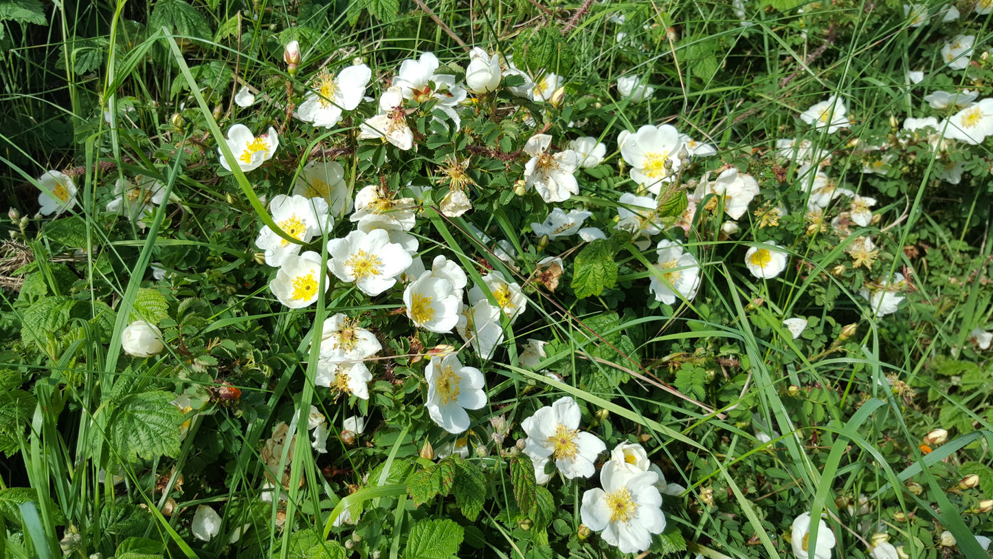 BURNET-ROSE Rosa spinosissima