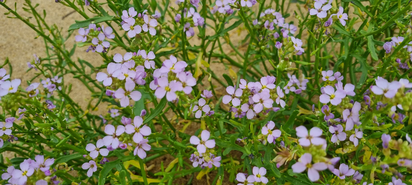 SEA ROCKET Cakile maritima