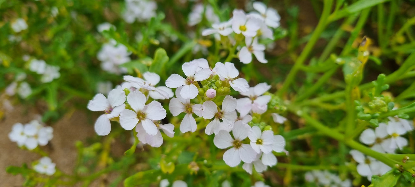 SEA ROCKET Cakile maritima