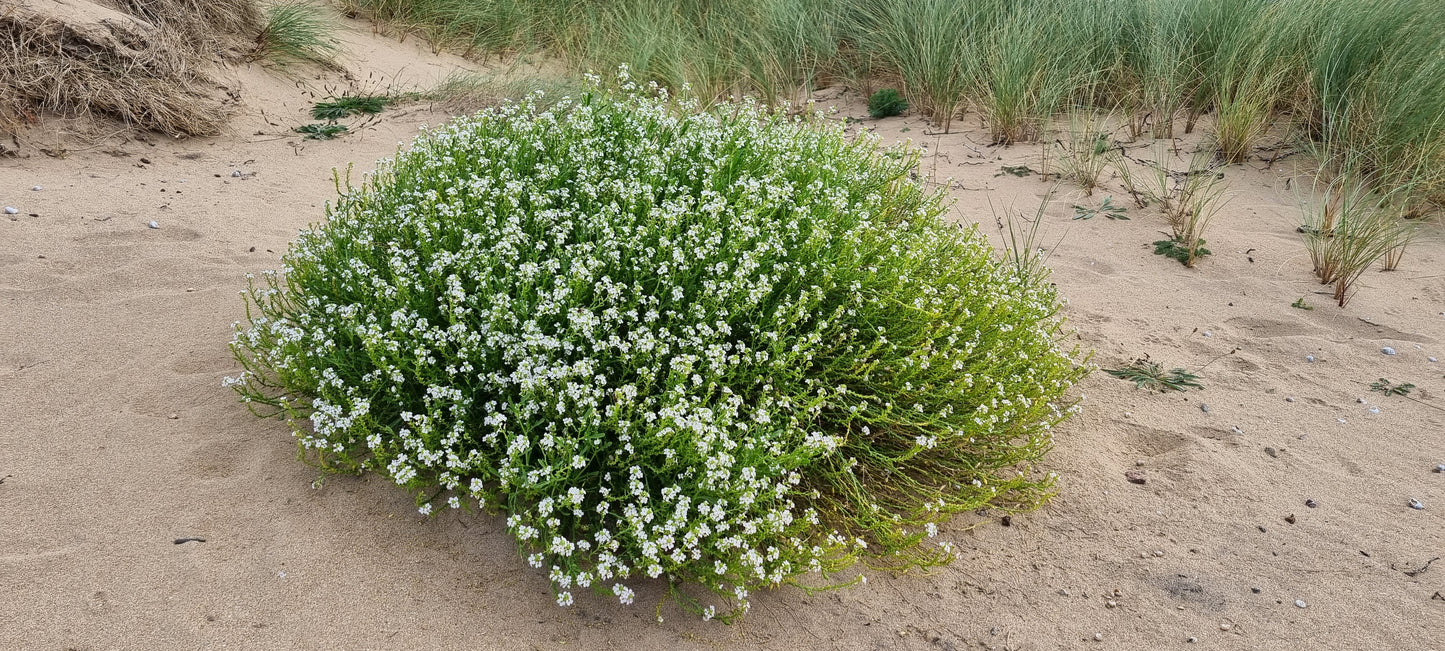 SEA ROCKET Cakile maritima