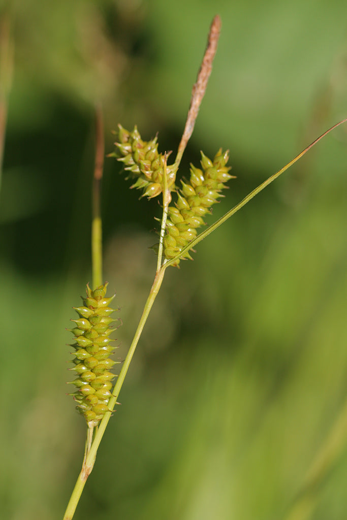 DOTTED SEDGE Carex punctata
