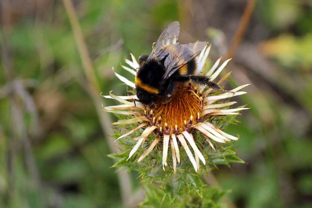 CARLINE THISTLE  Carlina vulgaris