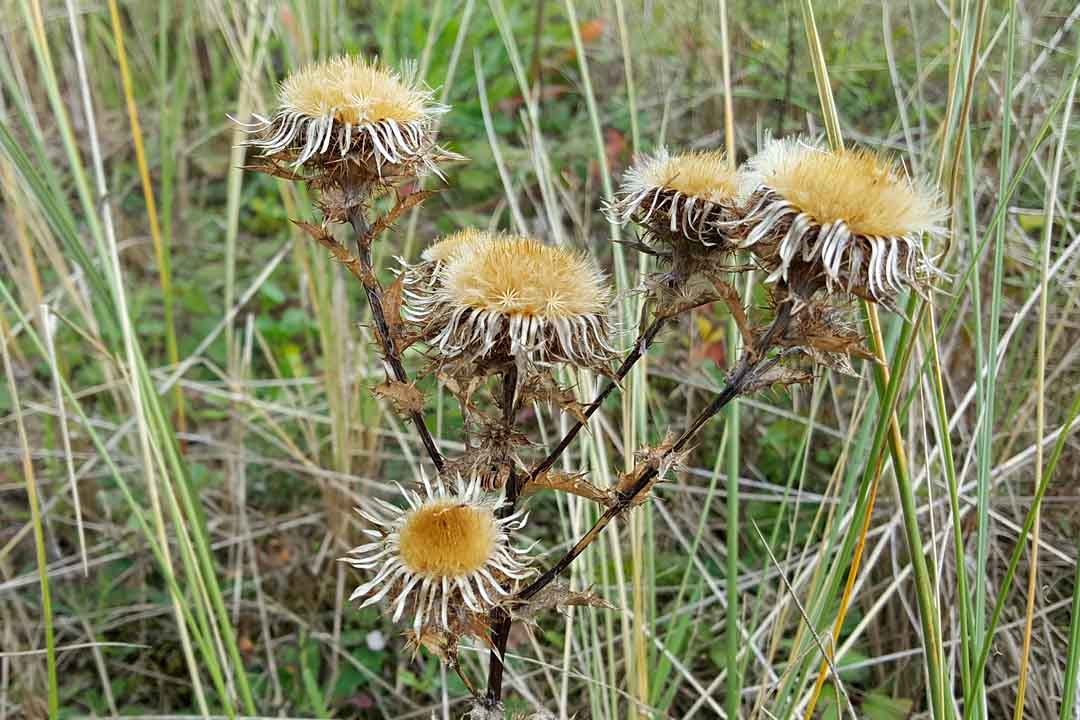 CARLINE THISTLE  Carlina vulgaris