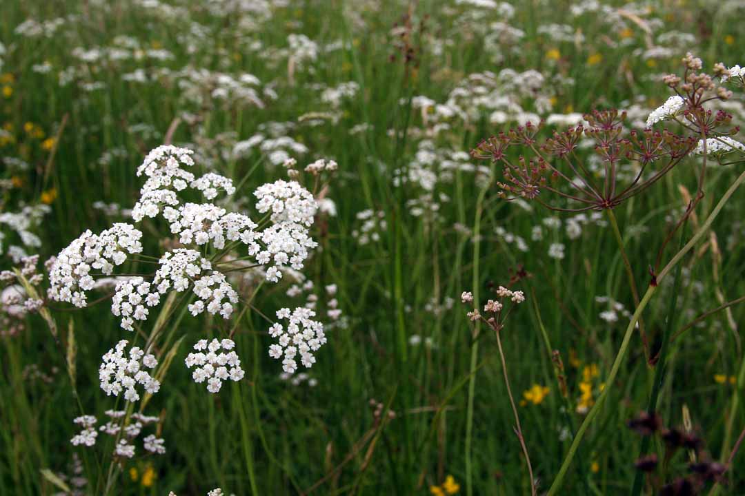 WHORLED CARAWAY  Carum verticillatum