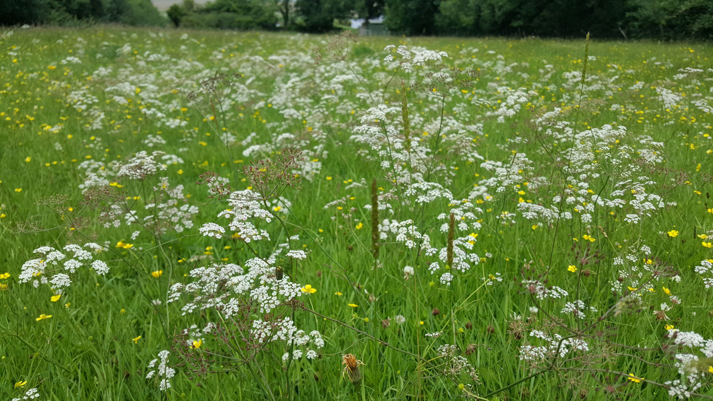 WHORLED CARAWAY  Carum verticillatum