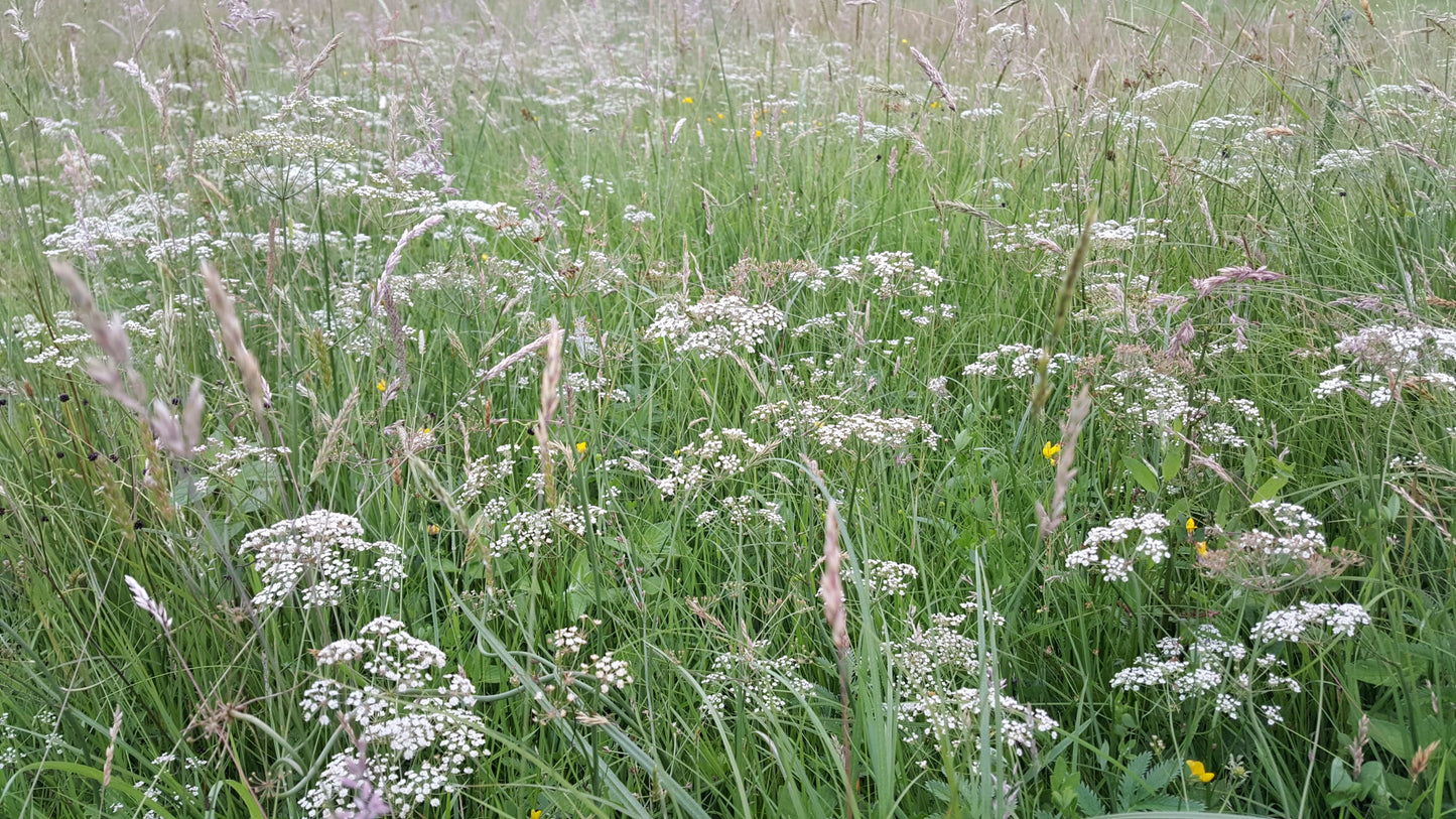 WHORLED CARAWAY  Carum verticillatum