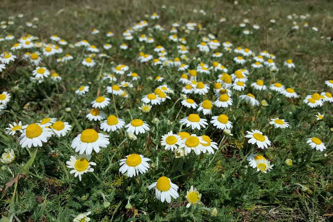 CHAMOMILE Chamaemelum nobile