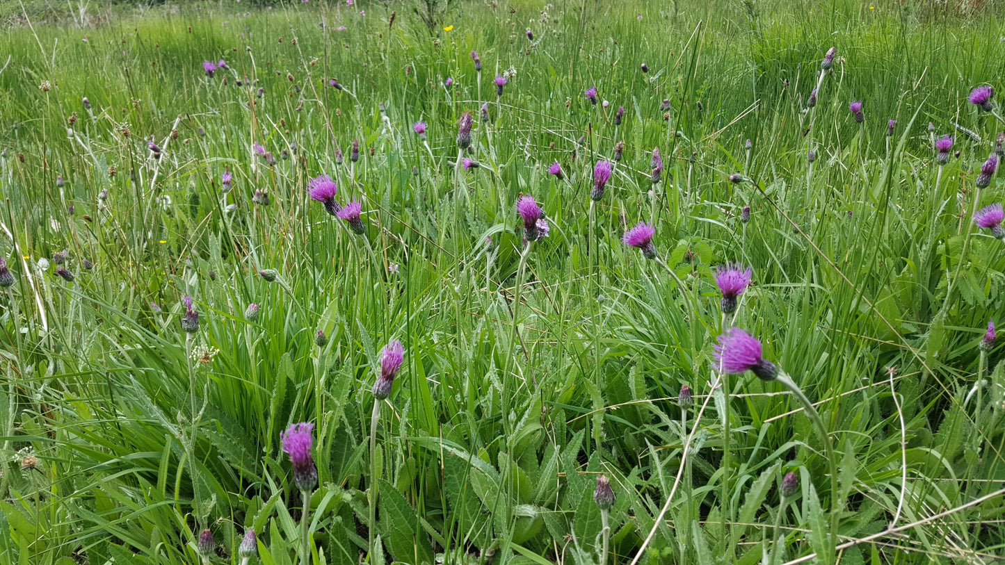 MEADOW THISTLE Cirsium dissectum